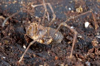 Media type: image;   Invertebrate Zoology 49771